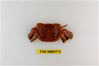 藏品(字紋弓蟹)的圖片